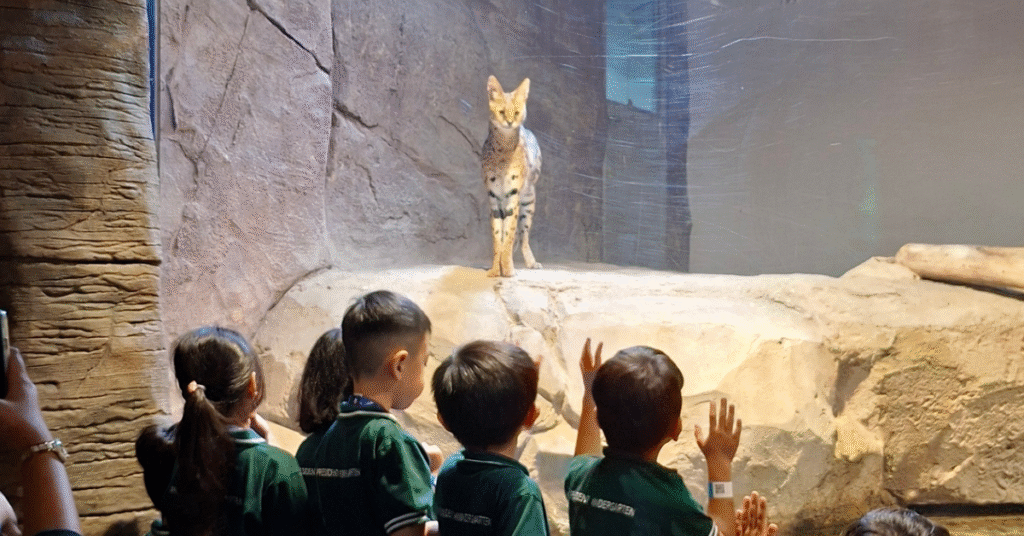 anak tk presiden melihat bobcat di jakarta aquarium safari